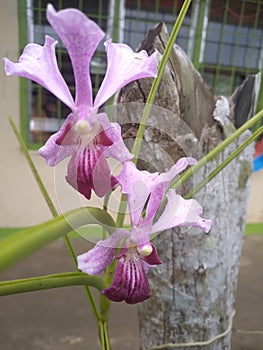 Orchid flowers that are not cared well