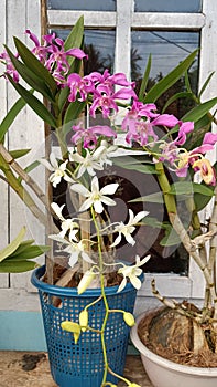 Orchid flowers are often attracted by people with two different colors