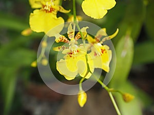 Orchid Flowers, Oncidium goldiana, Dancing Lady orchid.