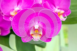 Orchid flowers (OrchidÃ¡ceae). Purple Orchid.