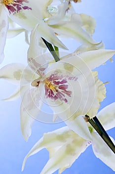 Orchid flowers over blue sky