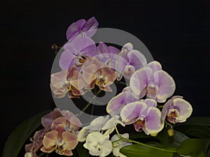 Orchid flowers Phalaenopsis