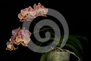 Orchid flowers Phalaenopsis Leco Fantastic