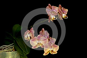 Orchid flowers Phalaenopsis Leco Fantastic