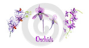 Orchid flowers Phalaenopsis, Paphiopedlium, Dendrobium collection isolated on white hand painted watercolor illustration