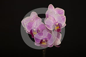 Orchid flowers Phalaenopsis Perceval mini