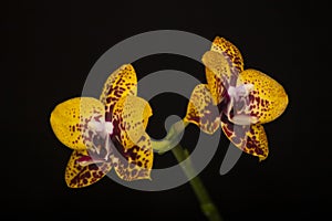 Orchid flowers Phalaenopsis Zheng Min Anaconda