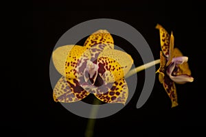 Orchid flowers Phalaenopsis Zheng Min Anaconda