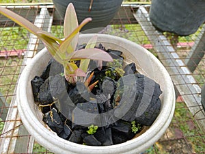 Orchid flowers are planted in a pile of wood charcoal in a pot