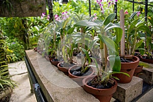 Orchid flowers in the pots garden in the greenhouse