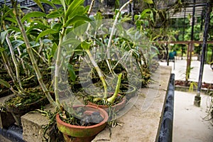 Orchid flowers in the pots