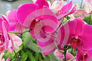 Orchid flowers purple blooming in pots blurred background closeup with copy space at plant flower nursery and cultivation farm.