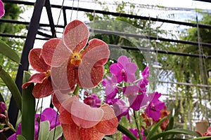 Orchid flowers red blooming hanging in pots blurred background closeup with copy space at plant flower nursery, cultivation farm.