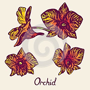 Orchid flowers set, with inscription, purple, yellow, orange