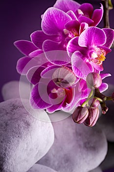 Orchid flowers - still life