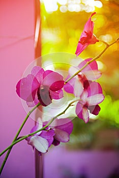 Orchid flowers on sunshine