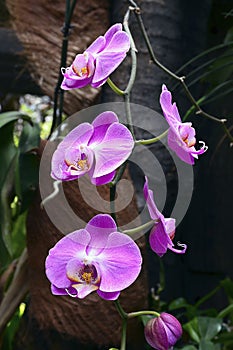 Orchid flowers in tropical garden. Phalaenopsis Orchid flower growing on Tenerife, Canary Islands.