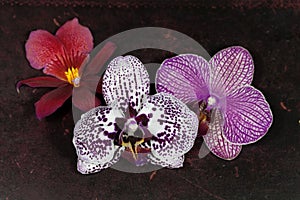 Orchid flowers on a vintage background.