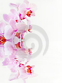 Orchid flowers on white background