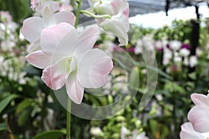 Orchid flowers white blooming hanging in pots blurred background closeup with copy space at plant flower nursery and cultivation f