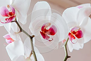 Orchid flowers with white petals and pink lips on light background, close up. Butterfly orchid phalaenopsis for poster