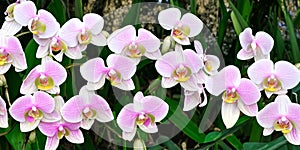 Orchid flowers in white and pink colors ai Generated, generative AI, CGI graphics