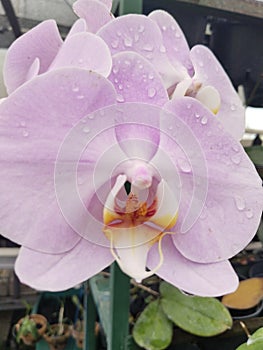 The orchid flowers are whitish purple in color