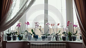 Orchid flowers on a window sill