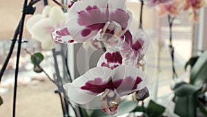 Orchid flowers on a window sill