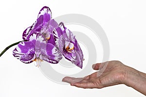 Orchid flowers and a woman`s hand. Care concept. Isolated on white photo
