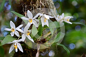 Orchid in the forest (Coelogyne nitida)