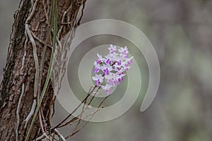 Orchid in forest orchid on tree with moss abstract background