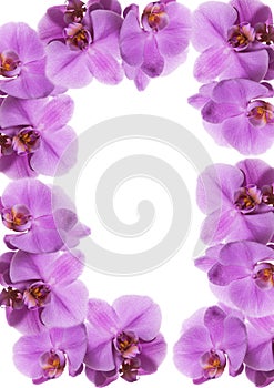 Orchid frame