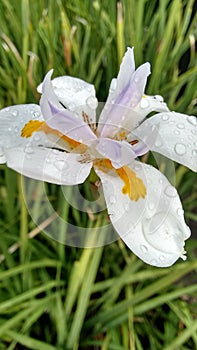 ORCHID OF FRESH ENVIRONMENT photo