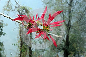 Orchid in full bloom, Pelling, Sikkim