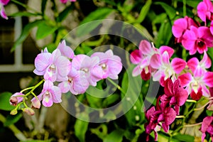 Orchid in the garden