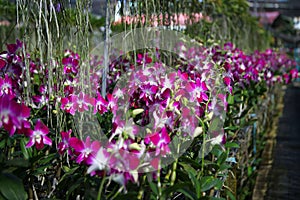 Orchid Garden