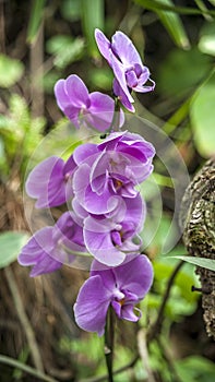 Orchid Garden in Madame Nong Nooch Tropical Park