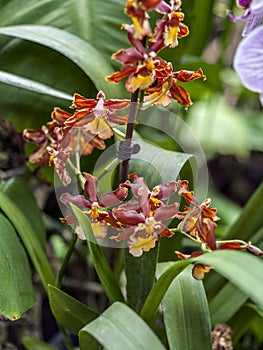 Orchid Garden in Madame Nong Nooch Tropical Park