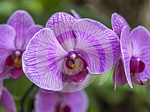 Orchid Garden in Madame Nong Nooch Tropical Park
