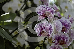 Orchid garden. Orchidaceae. orchids are available in purple. Beautiful flower garden. beautiful orchids. Chiang Rai, Thailand.