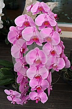 Orchid garden. Orchidaceae. Phalaenopsis Orchids.