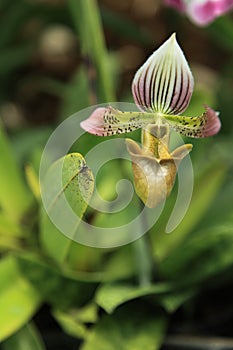 Orchid in the Gardens By The Bay in Singapore