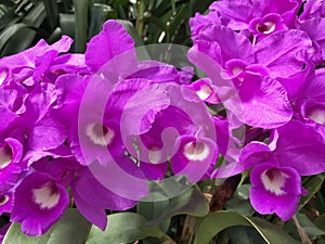 Orchid gardens at Biltmore Estates photo