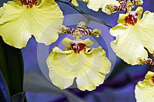Orchid of the genus Oncidium