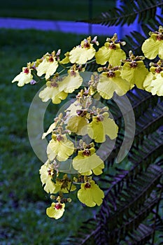 Orchid of the genus Oncidium