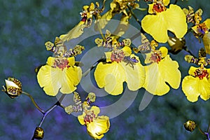 Orchid of the genus Oncidium