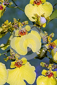 Orchid of the genus Oncidium