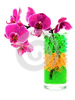 Orchid in glass with hydrogel