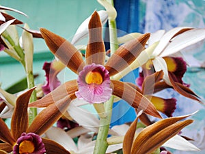 Orchid, Glory Of Sikkim Fully Bloom